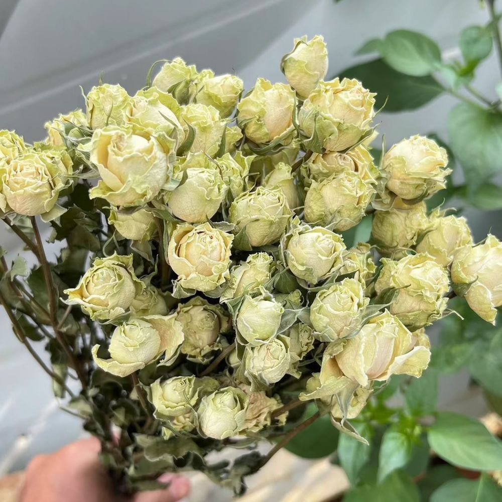 Ramos de rosas naturais preser - Resin Art Rose avaliação e preço