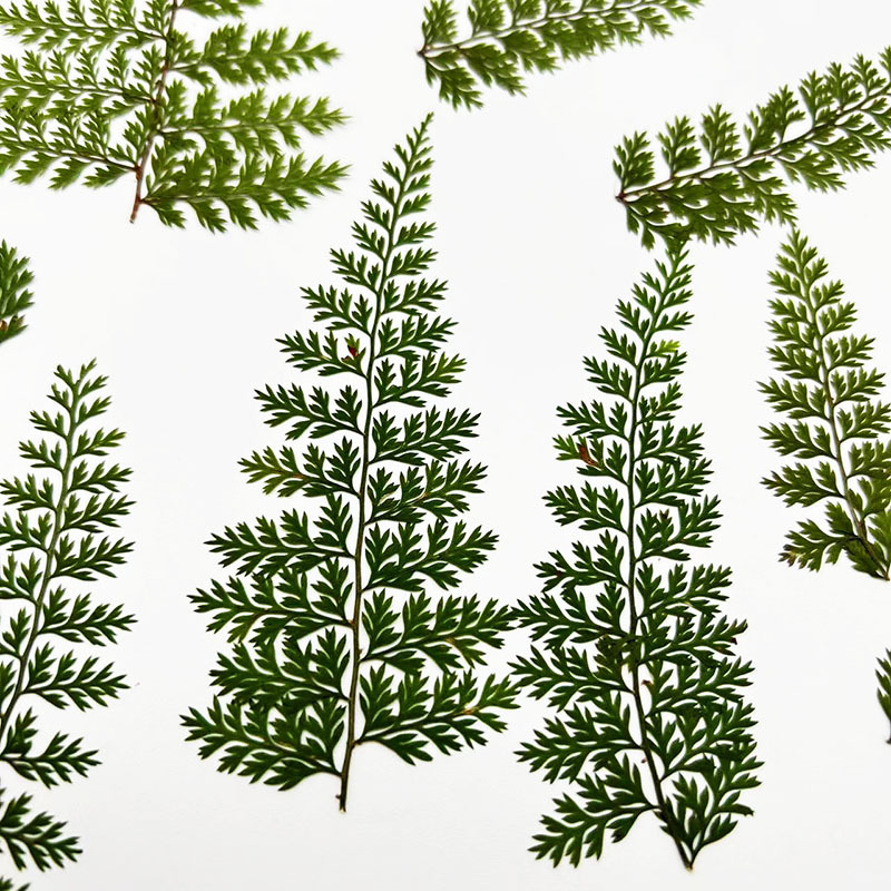 100 Peças de Folhas Naturais d - Resin Art Baby avaliação e preço
