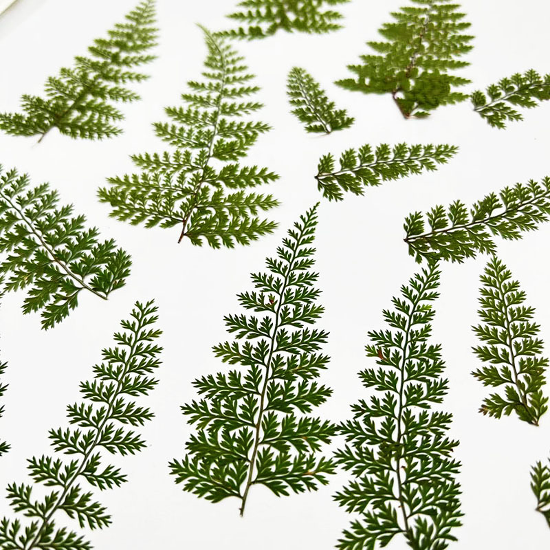 100 Peças de Folhas Naturais d - Resin Art Baby avaliação e preço