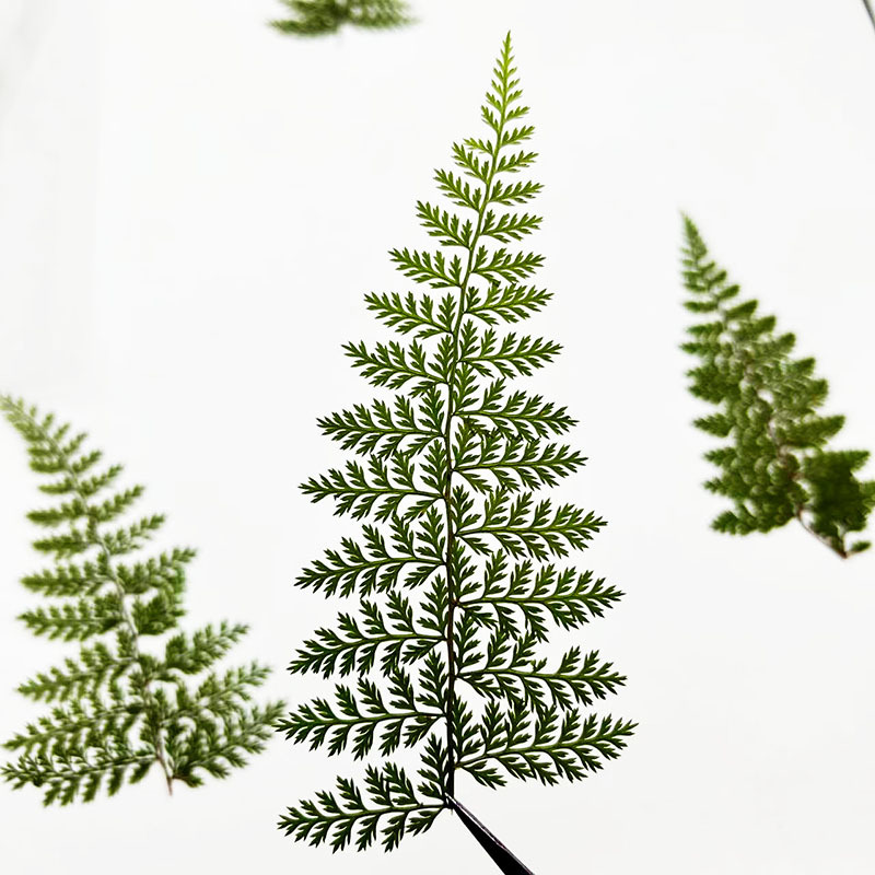 100 Peças de Folhas Naturais d - Resin Art Baby avaliação e preço
