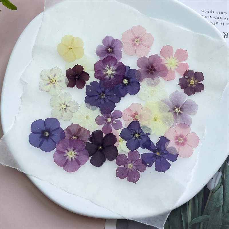 12 peças, nicho semi-transpare - Resin Art Case avaliação e preço
