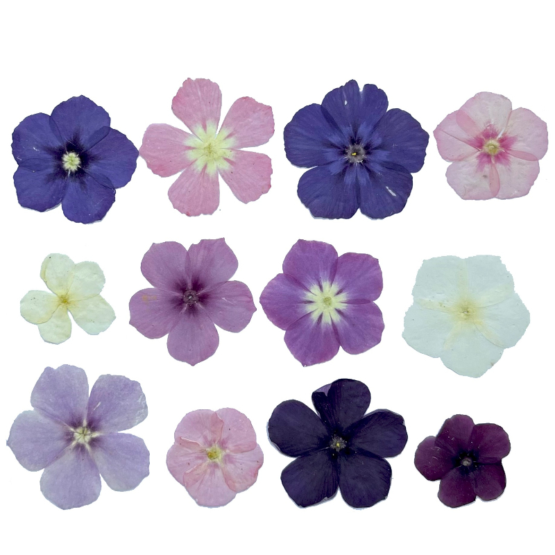 12 peças, nicho semi-transpare - Resin Art Case avaliação e preço