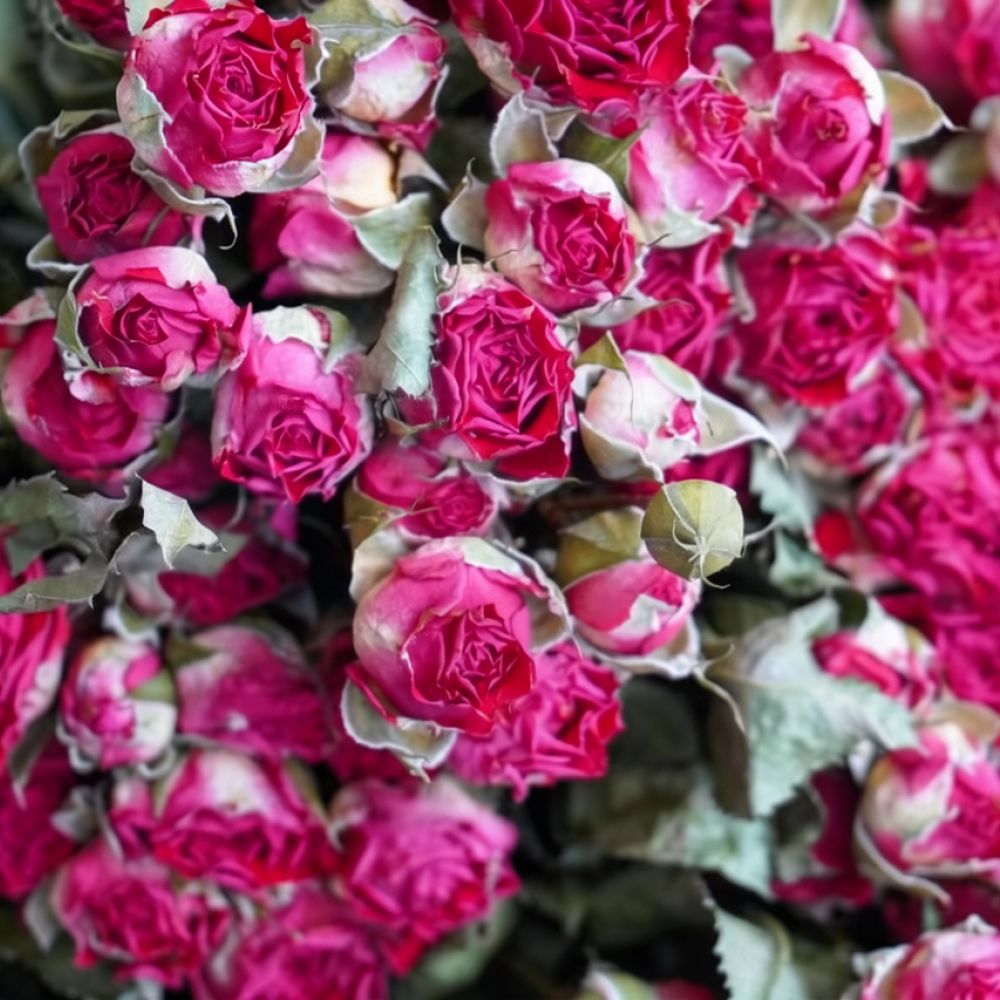Ramo de flores de rosa seca na - Resin Art Rose avaliação e preço