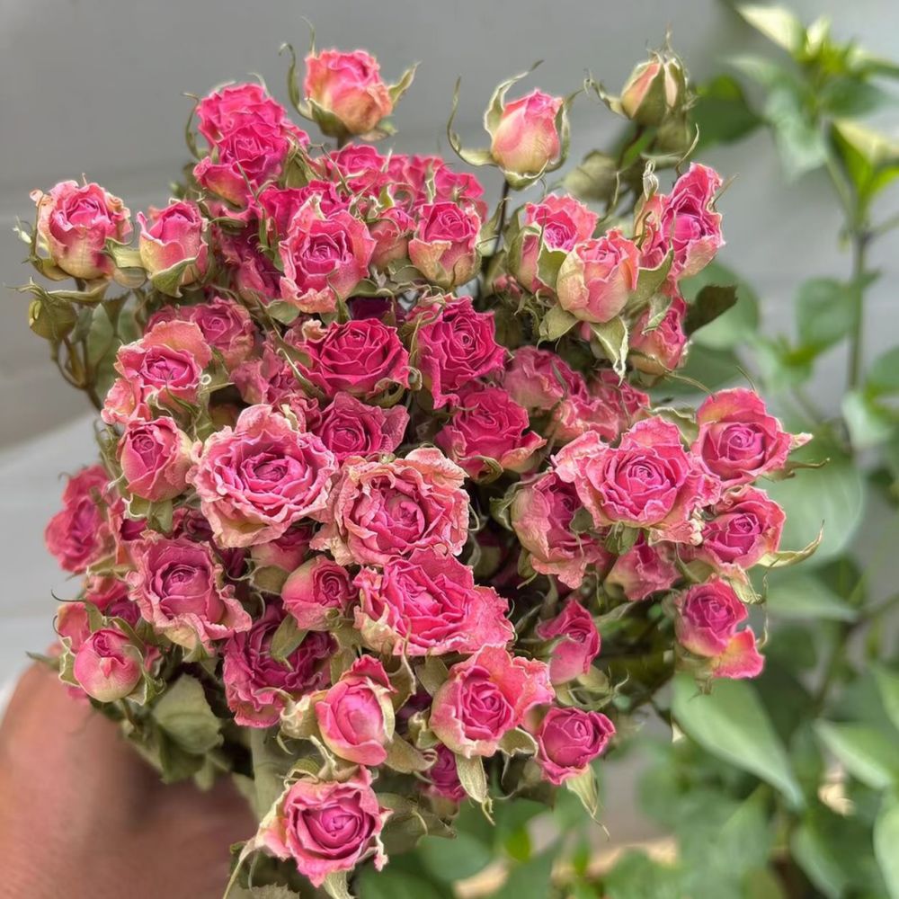 Ramo de flores de rosa seca na - Resin Art Rose avaliação e preço